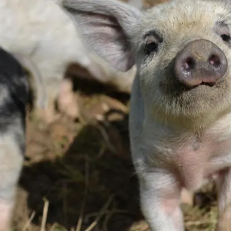 Simply Canvas Farm Saint-Jean-de-Duras